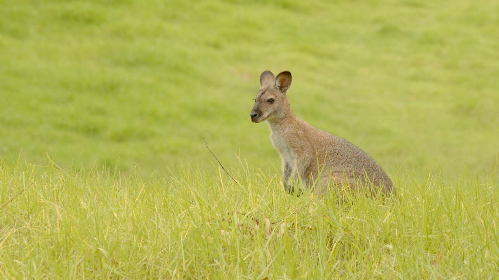 australia