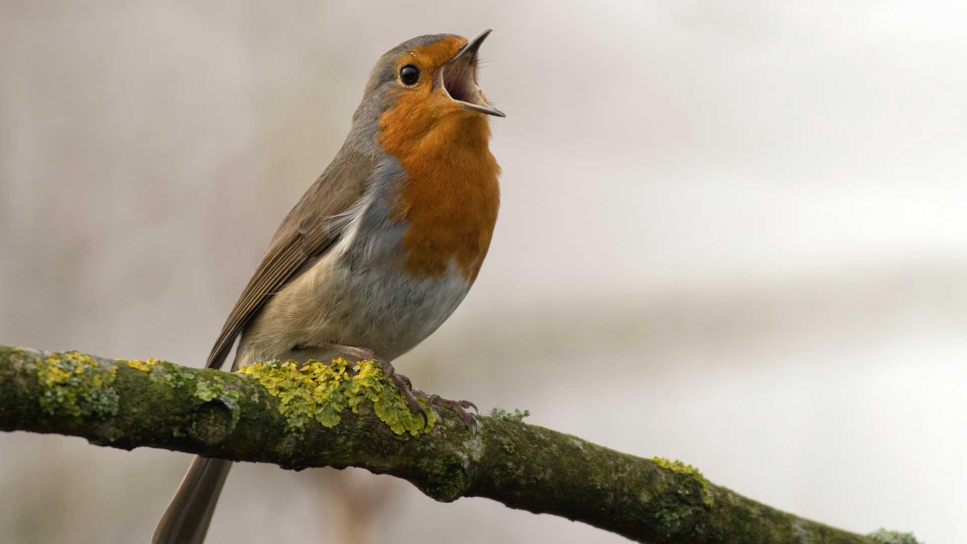 christmas-bird-count